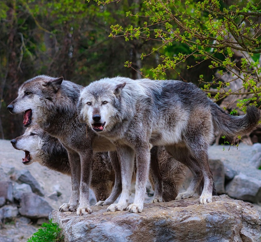 A picture of three wolves from a pack